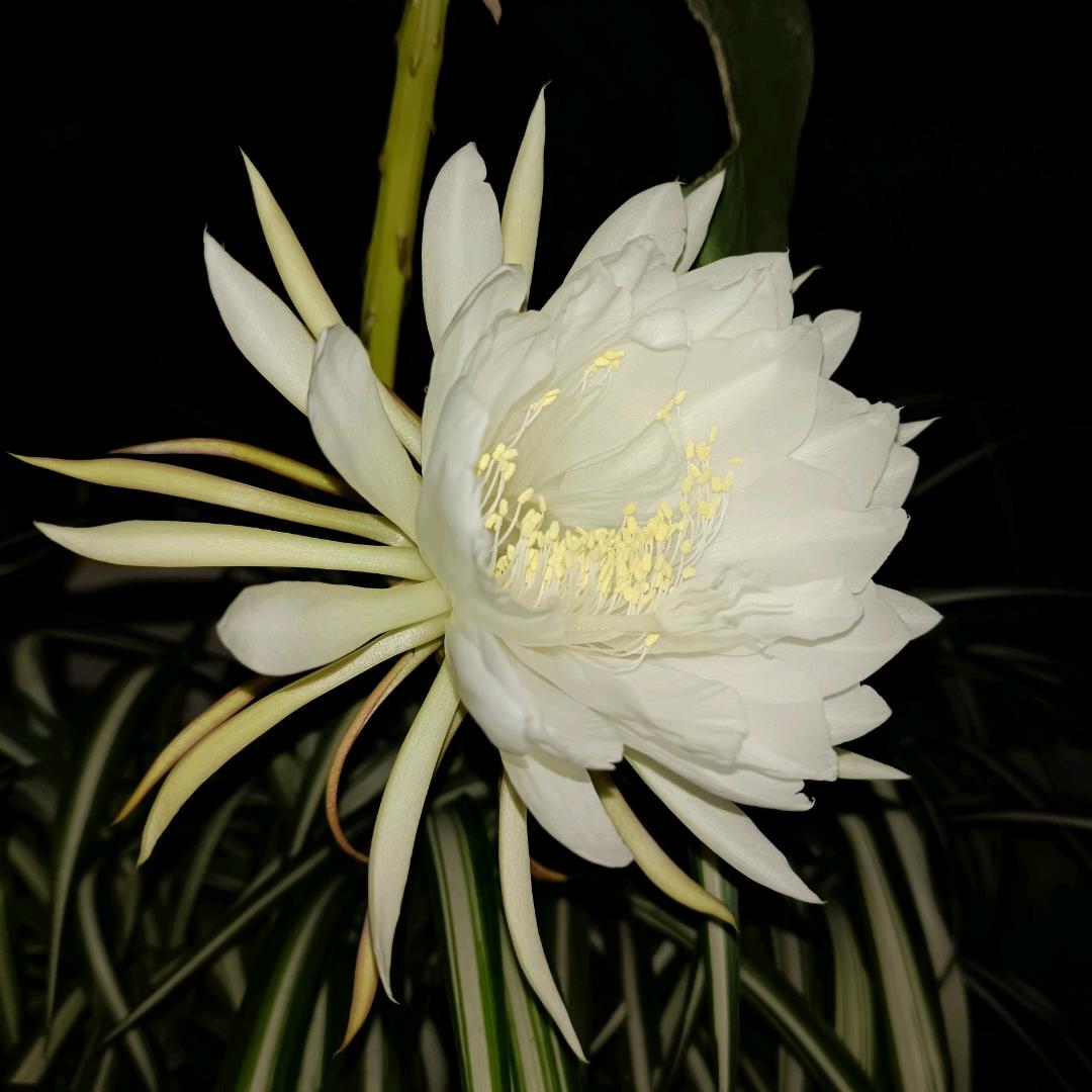 榕