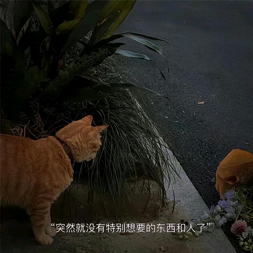 小学弟