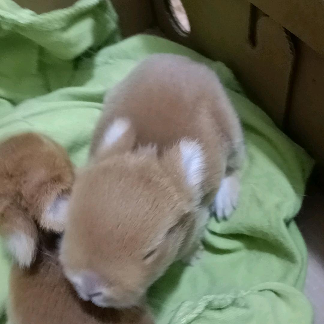 宠物养殖