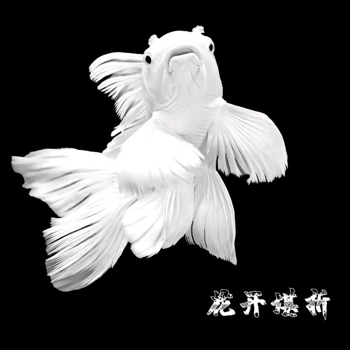 小淼蝴蝶鲤观赏鱼