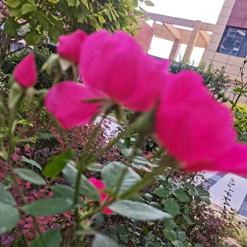 好事多谋