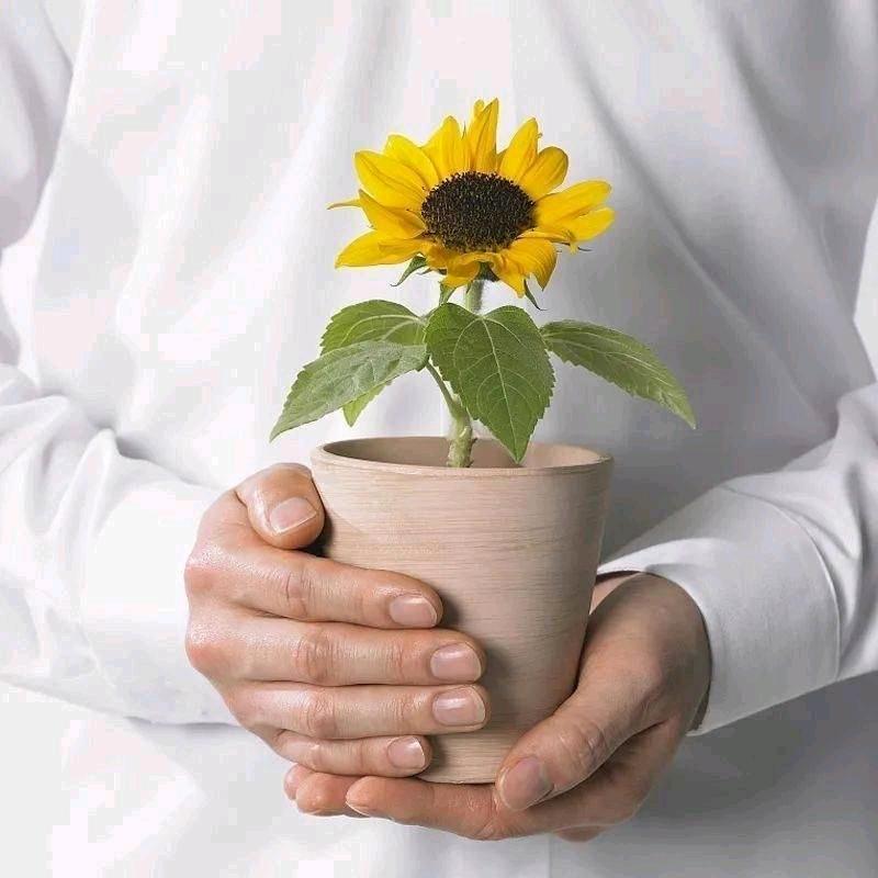 不产阳光的向日葵