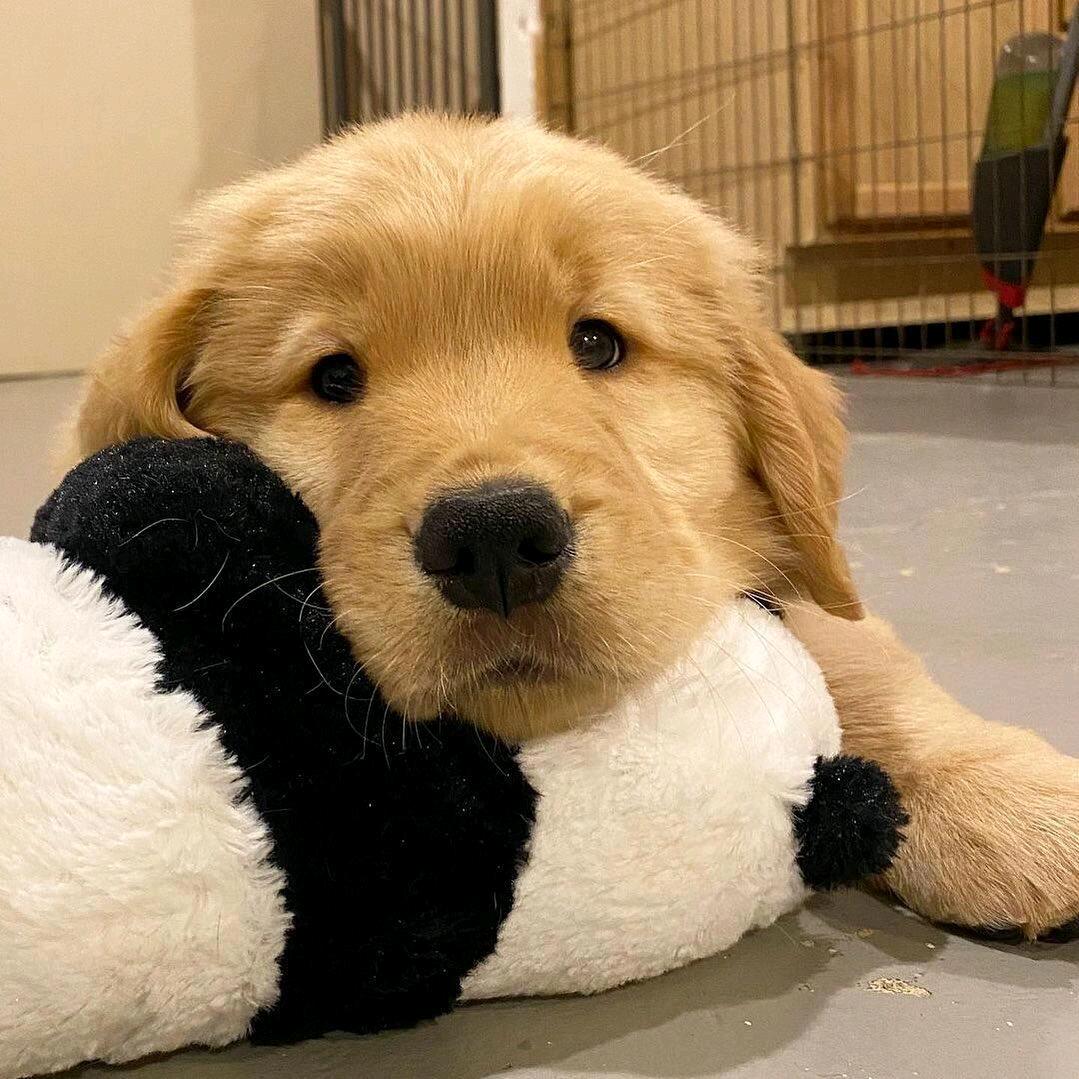 开心的黑巧克力