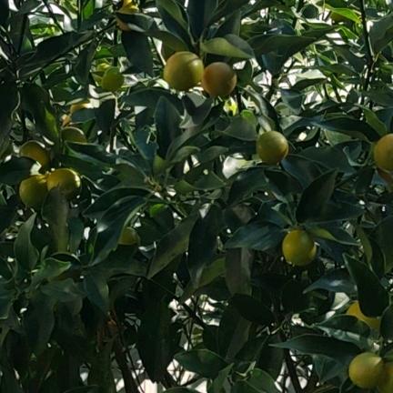 可可奶奶👵🏻