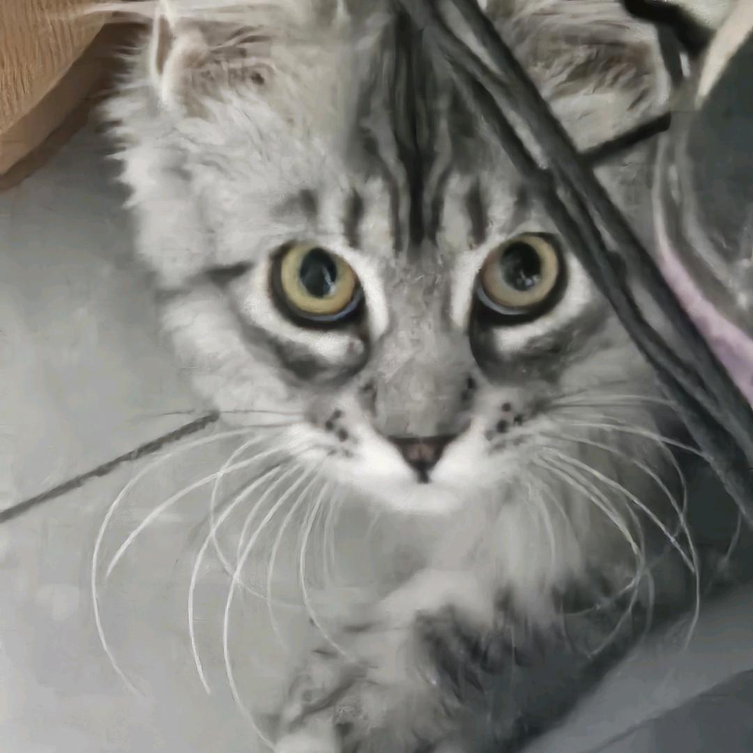 george