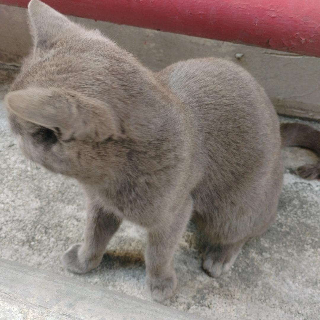 小江AI