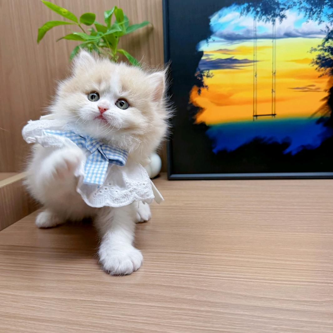 小萌猫