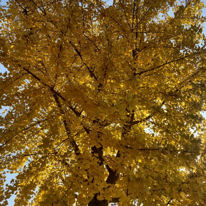 菏泽义乌店李灵华