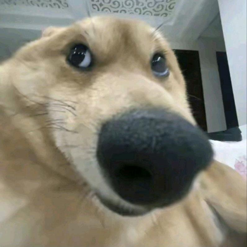 牛牛敢敢