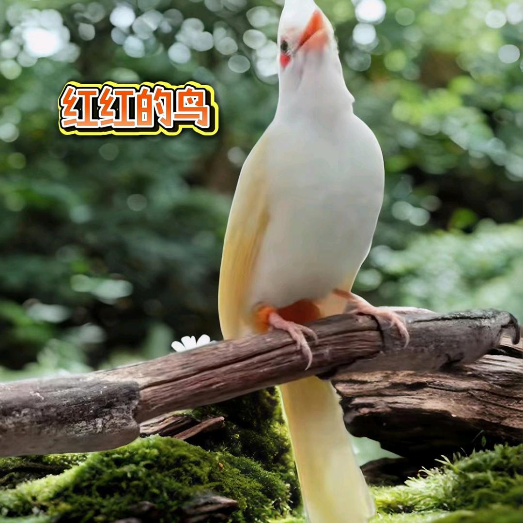 八哥鹩哥红耳鹎养殖基地红红姐