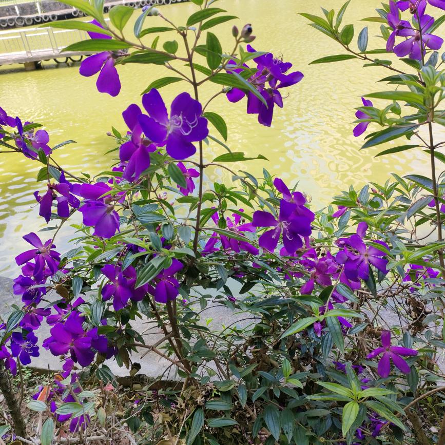 ꧔💞᪲似锦꧔ꦿ᭄꧔