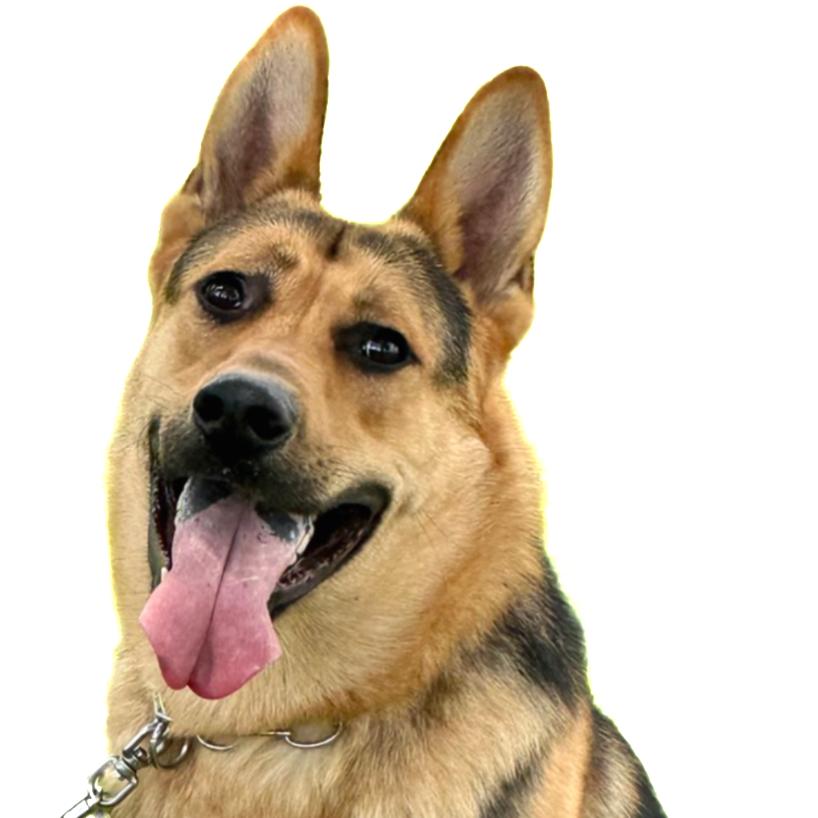 昆明犬·飞虎