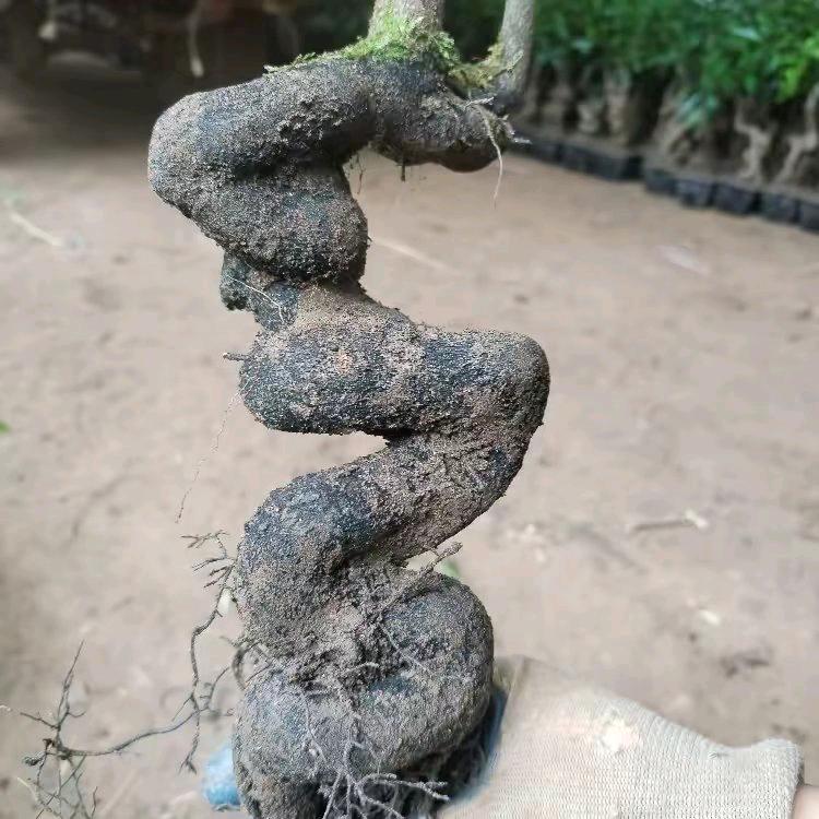 草木皆兵金弹子