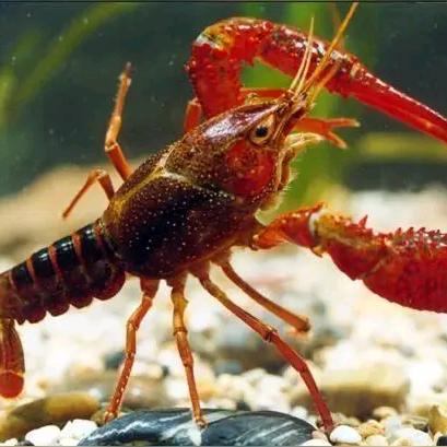 天门通威9810虾料-佩佩