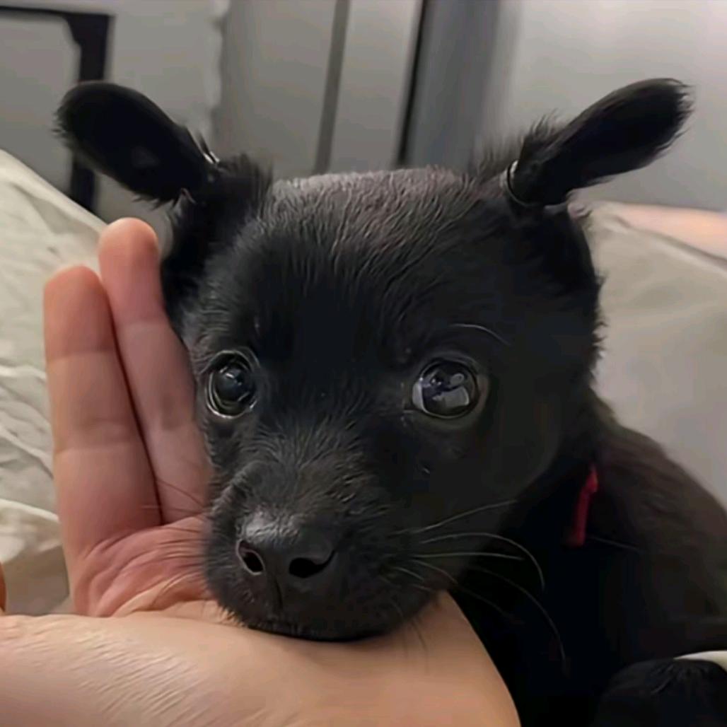 小狗要熬夜
