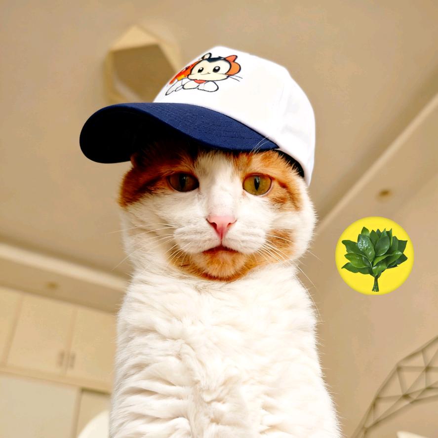反方向的猫