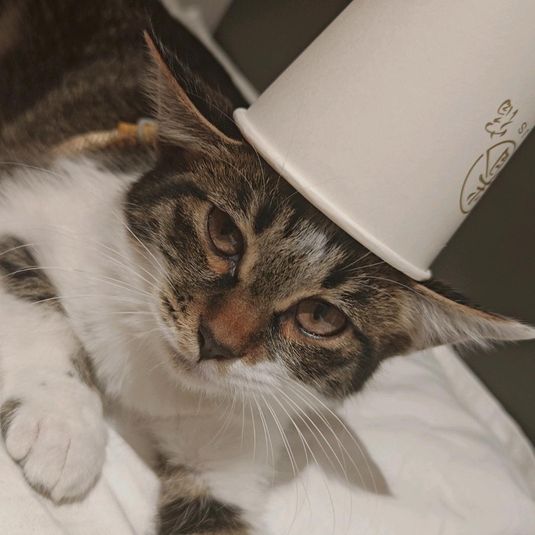 番薯大王的日常