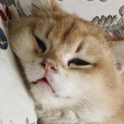 冬头像