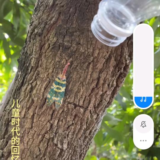 火辣辣的话事人