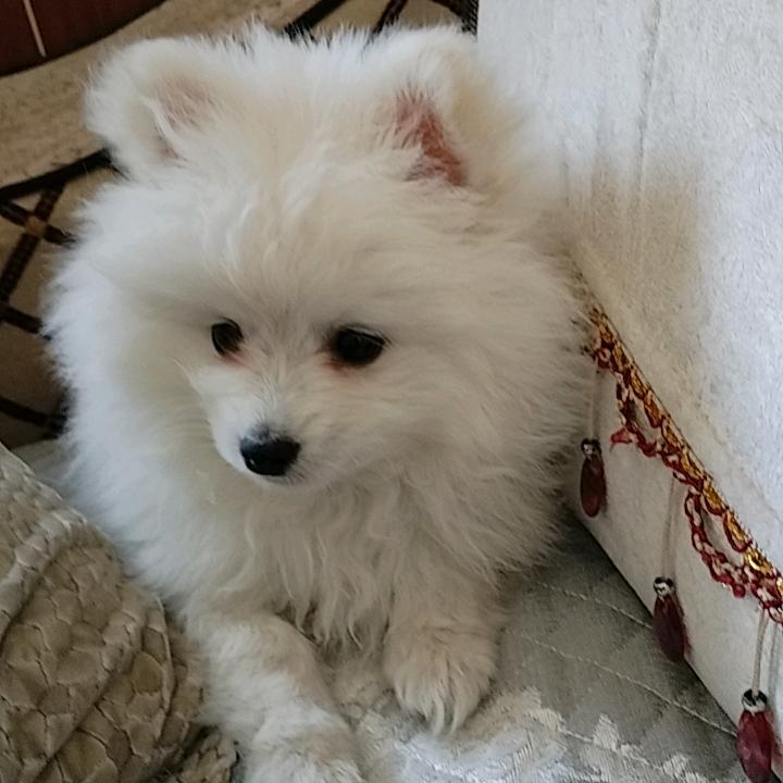 付家特色水煎包