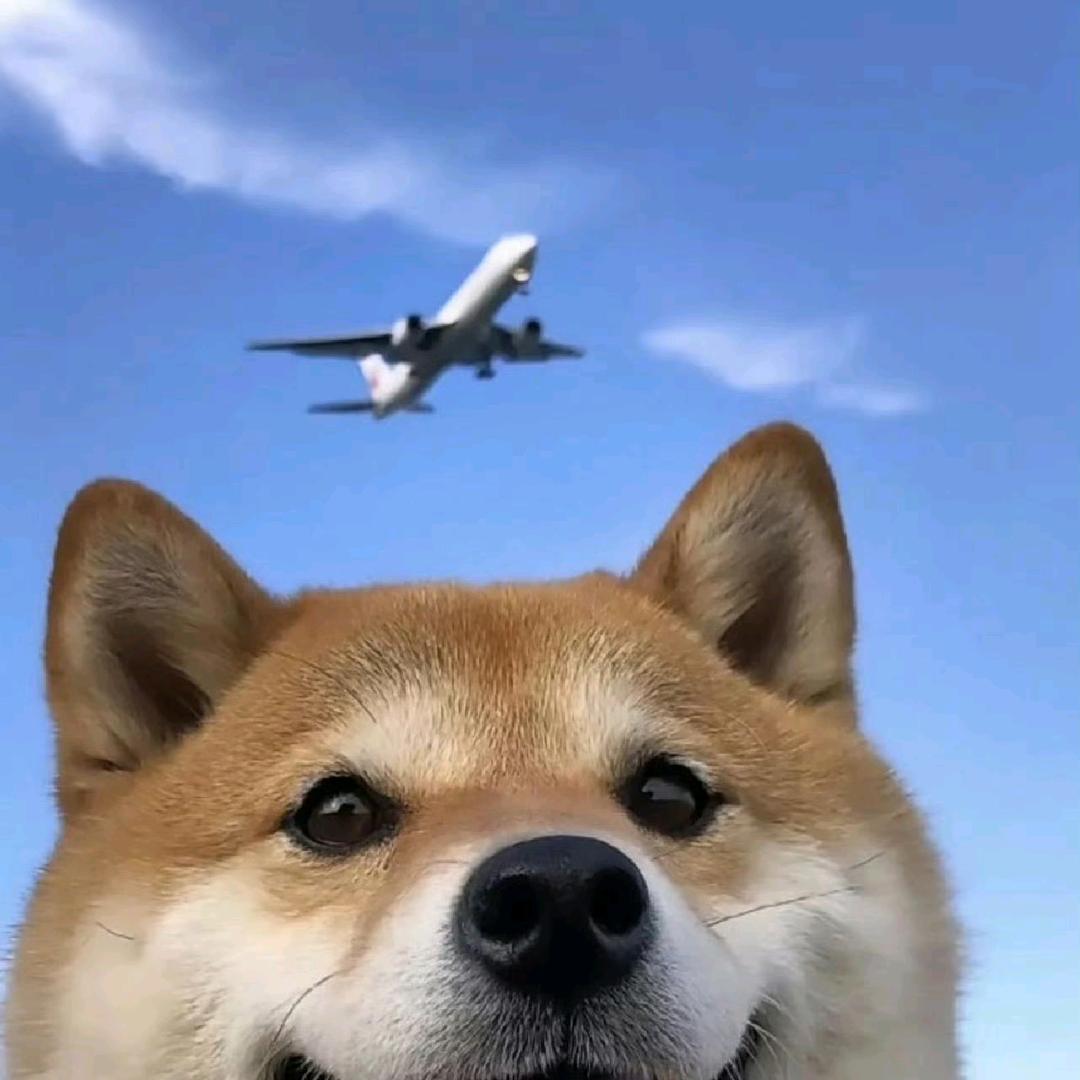 酣睡小熊(๑¯㉨¯๑)