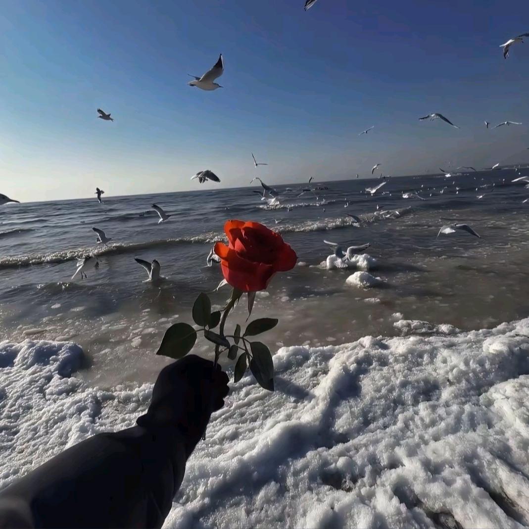 𝓒𝓱𝓲𝓱𝓲𝓻𝓸