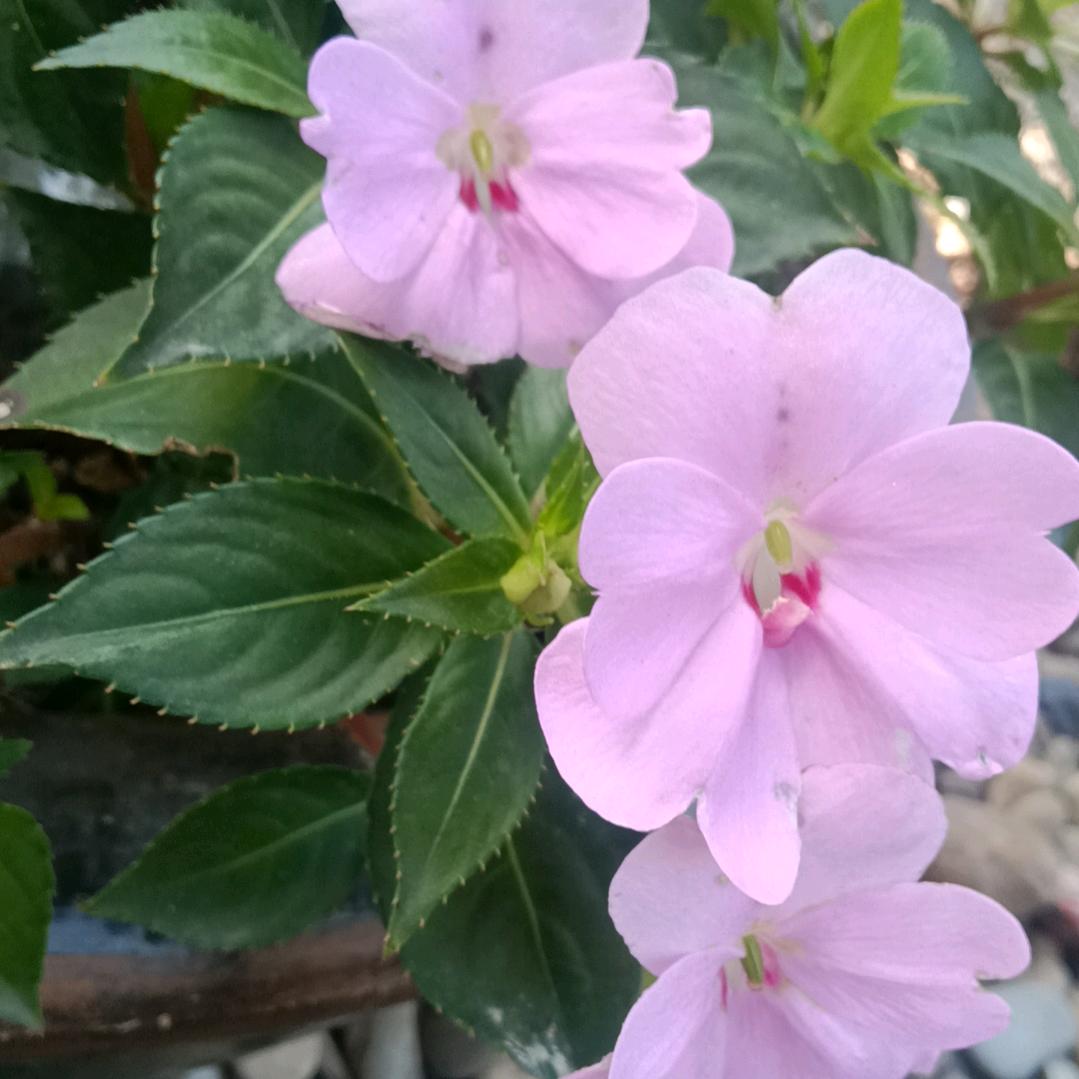 静子