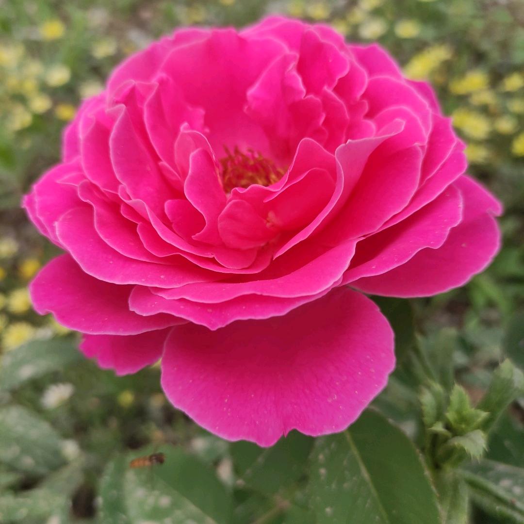 春意盎然