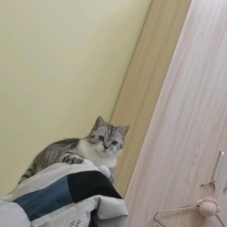 海鸟与鱼