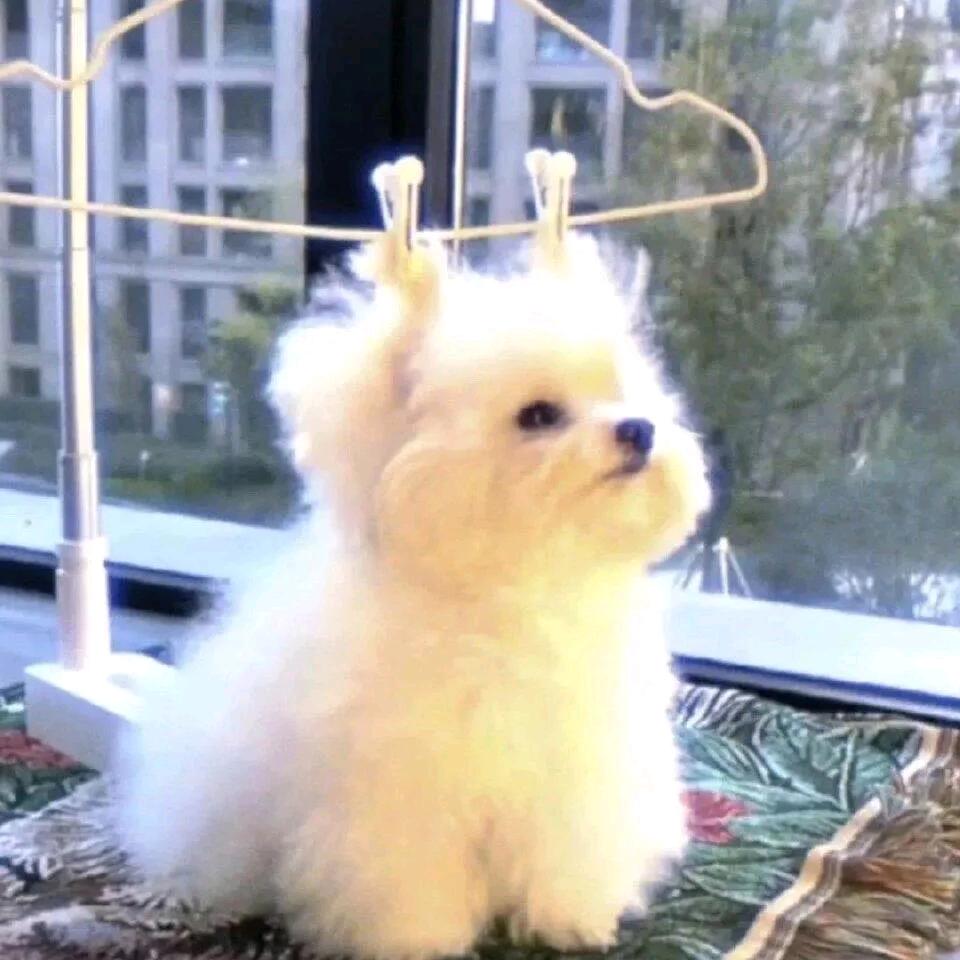 发财小抖૮ ˙Ⱉ˙ ა
