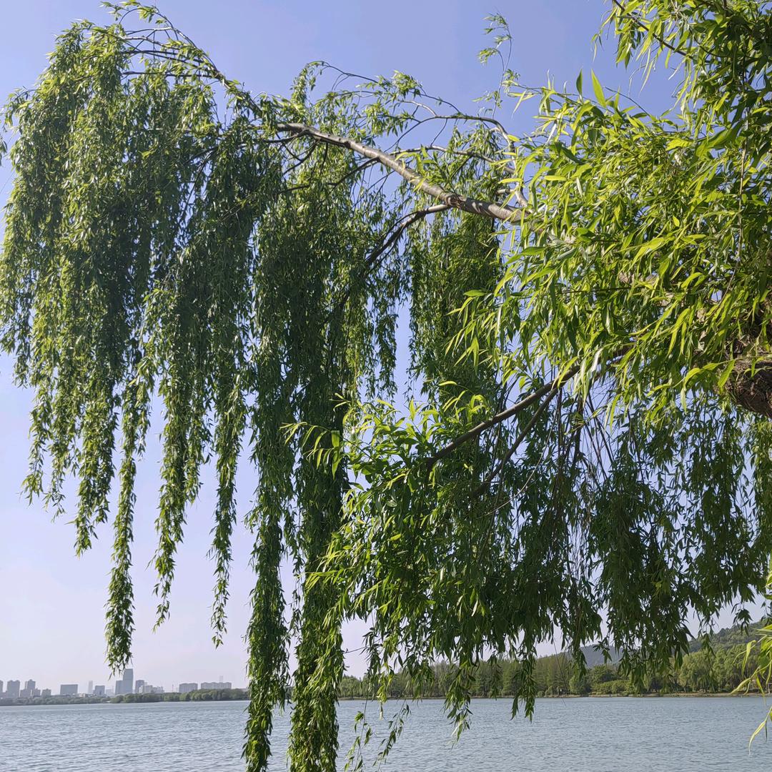 农村幺妹《爱山歌》