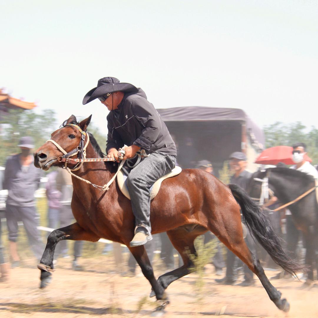 想买走马的看过来