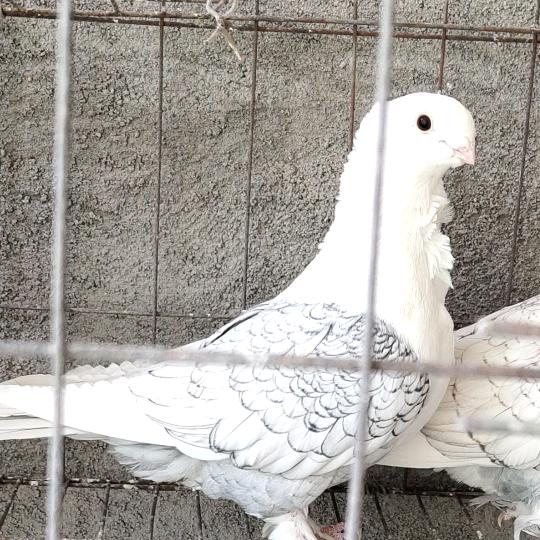 旭辉牧场生活坊