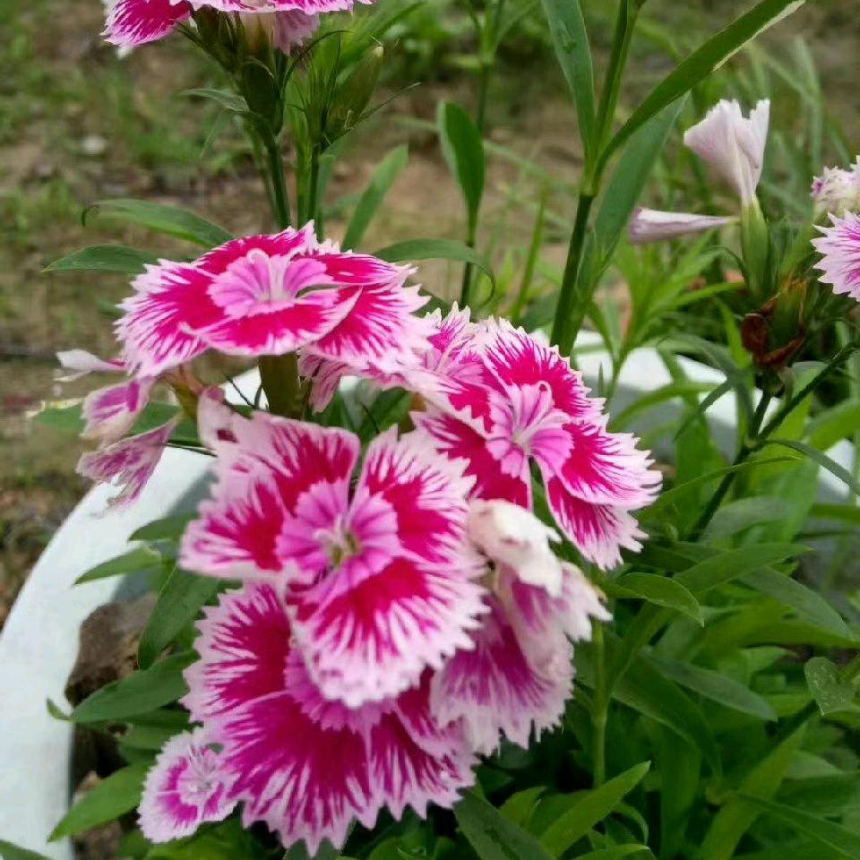 小杨🐏💖💖💖🌷🌷🌷