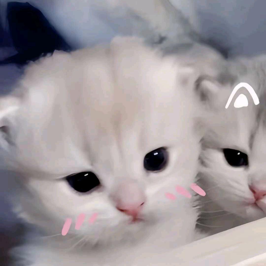 鸢尾
