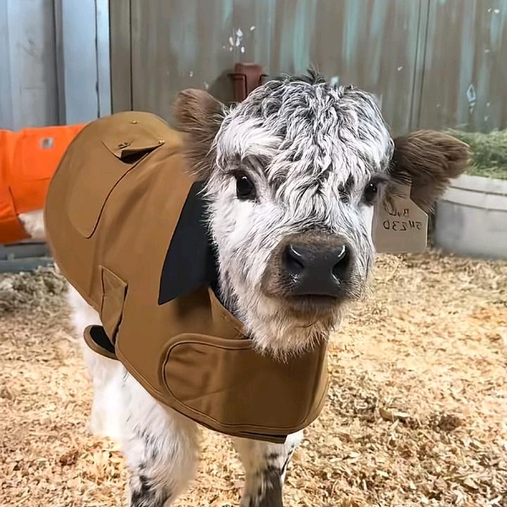 一只牛🐮🏍