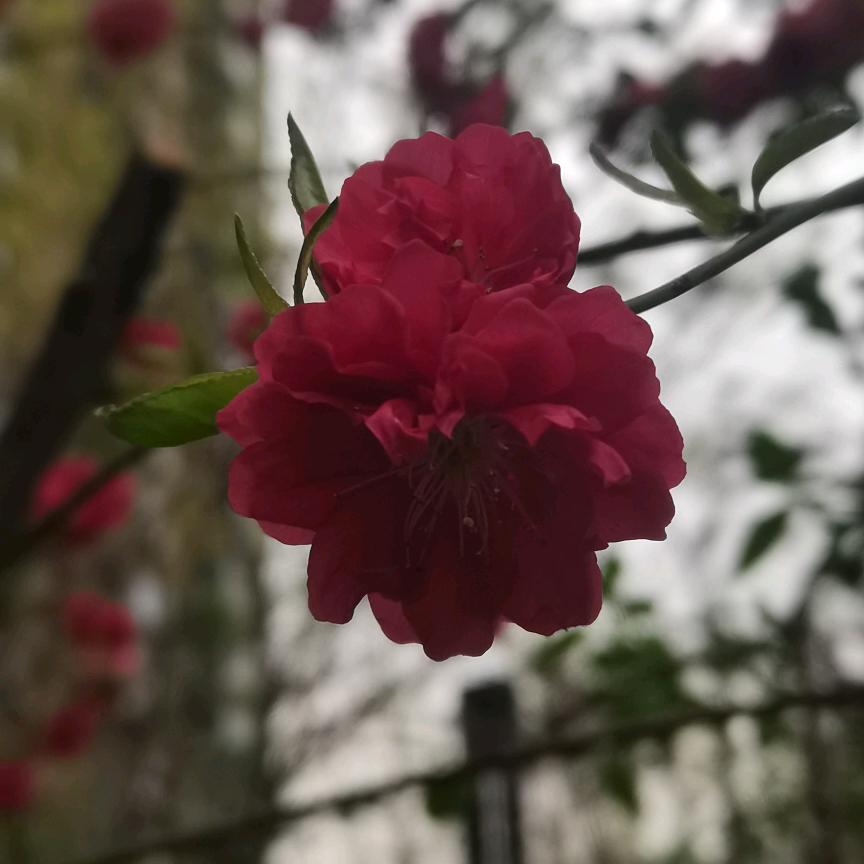 精灵