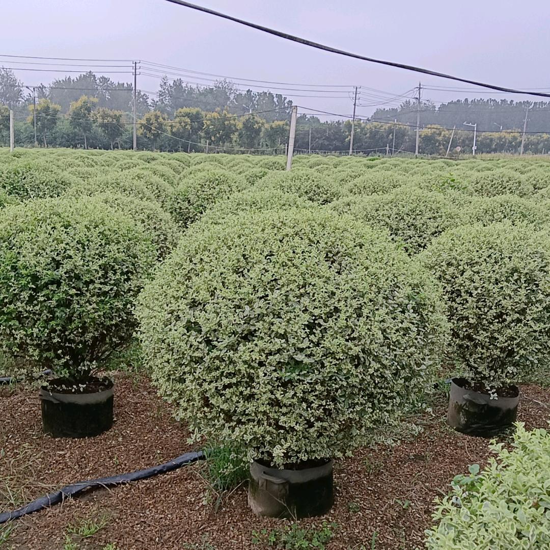 A000.江苏.怡园.园林