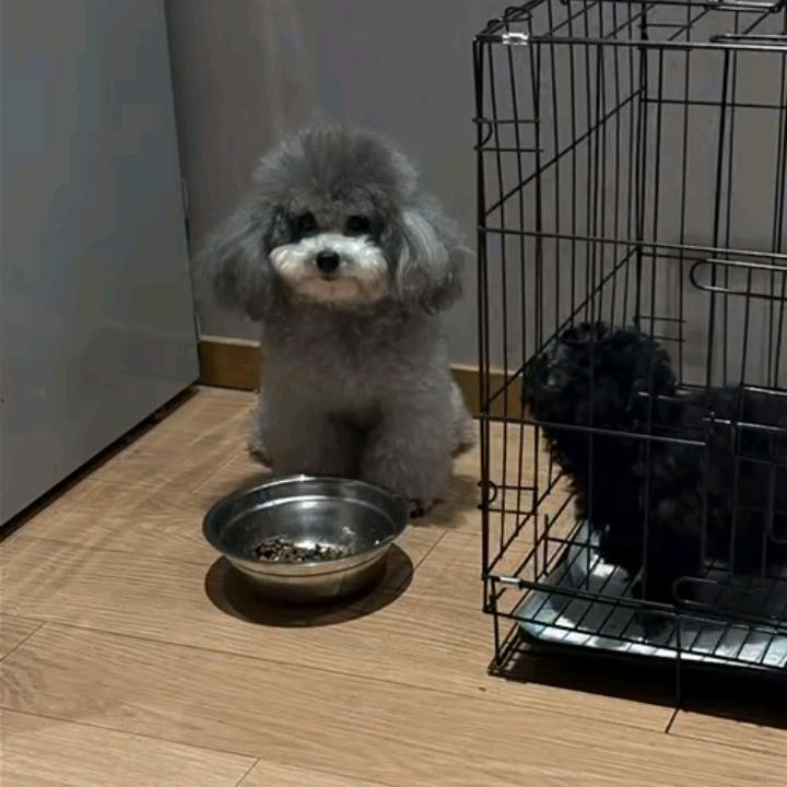 华仔萌萌