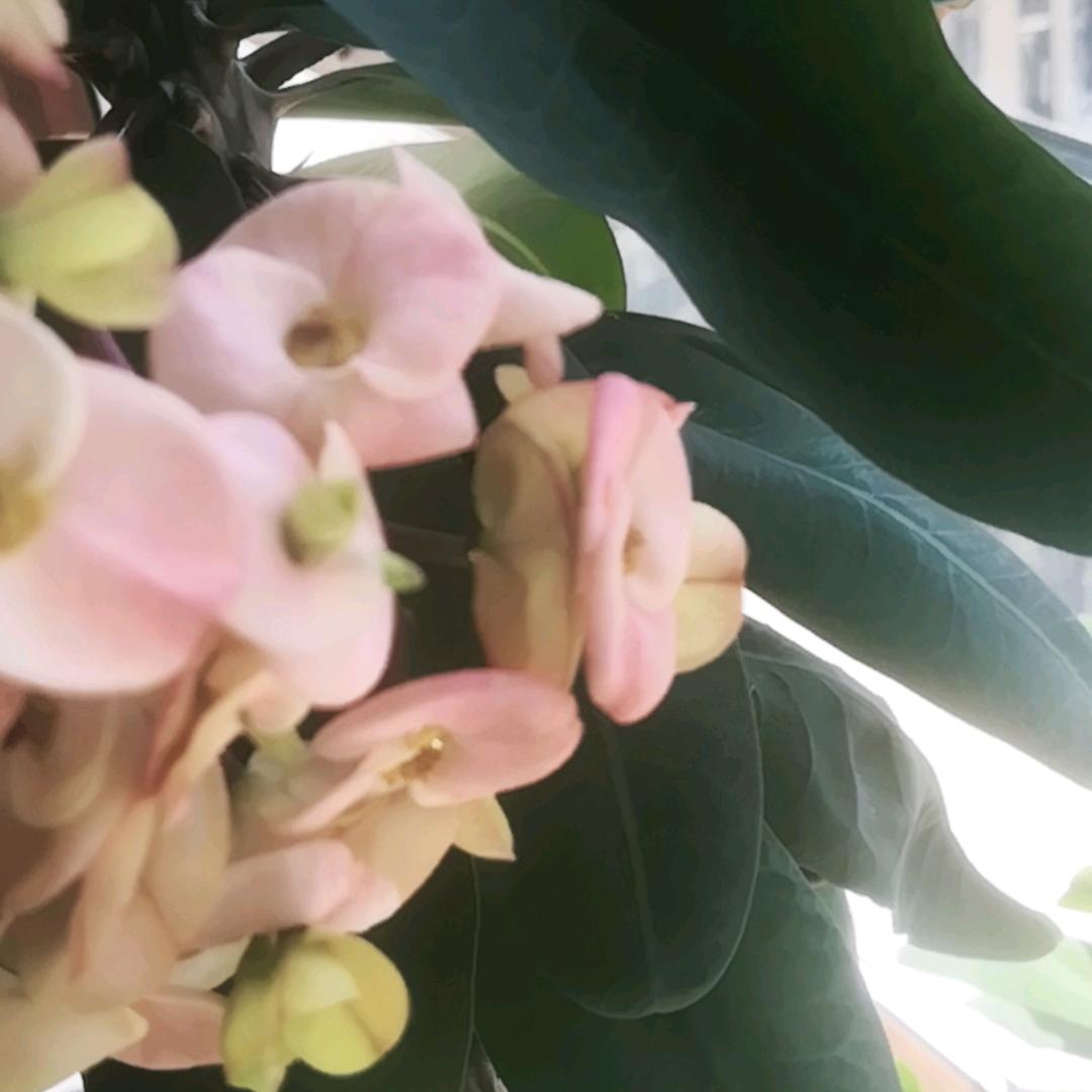 淑芬（可私聊