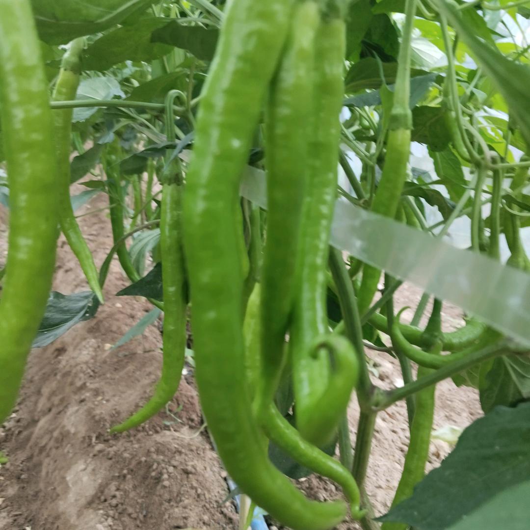 西瓜，辣椒🌶️（种直户）