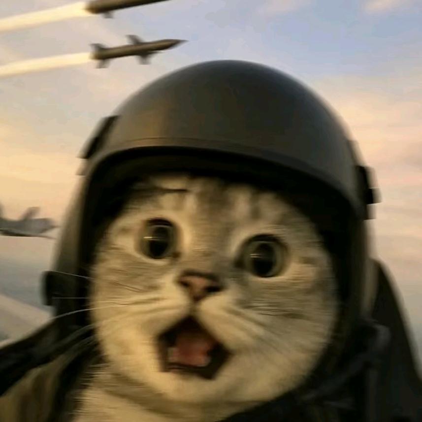 小猫不想熬夜