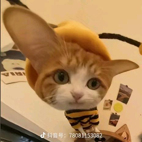 一只朵