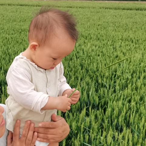 麦麦