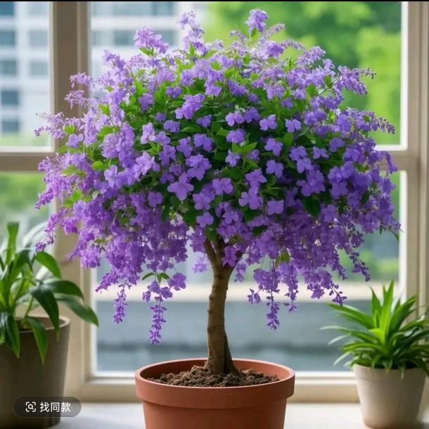 🦋蝶恋花🌺