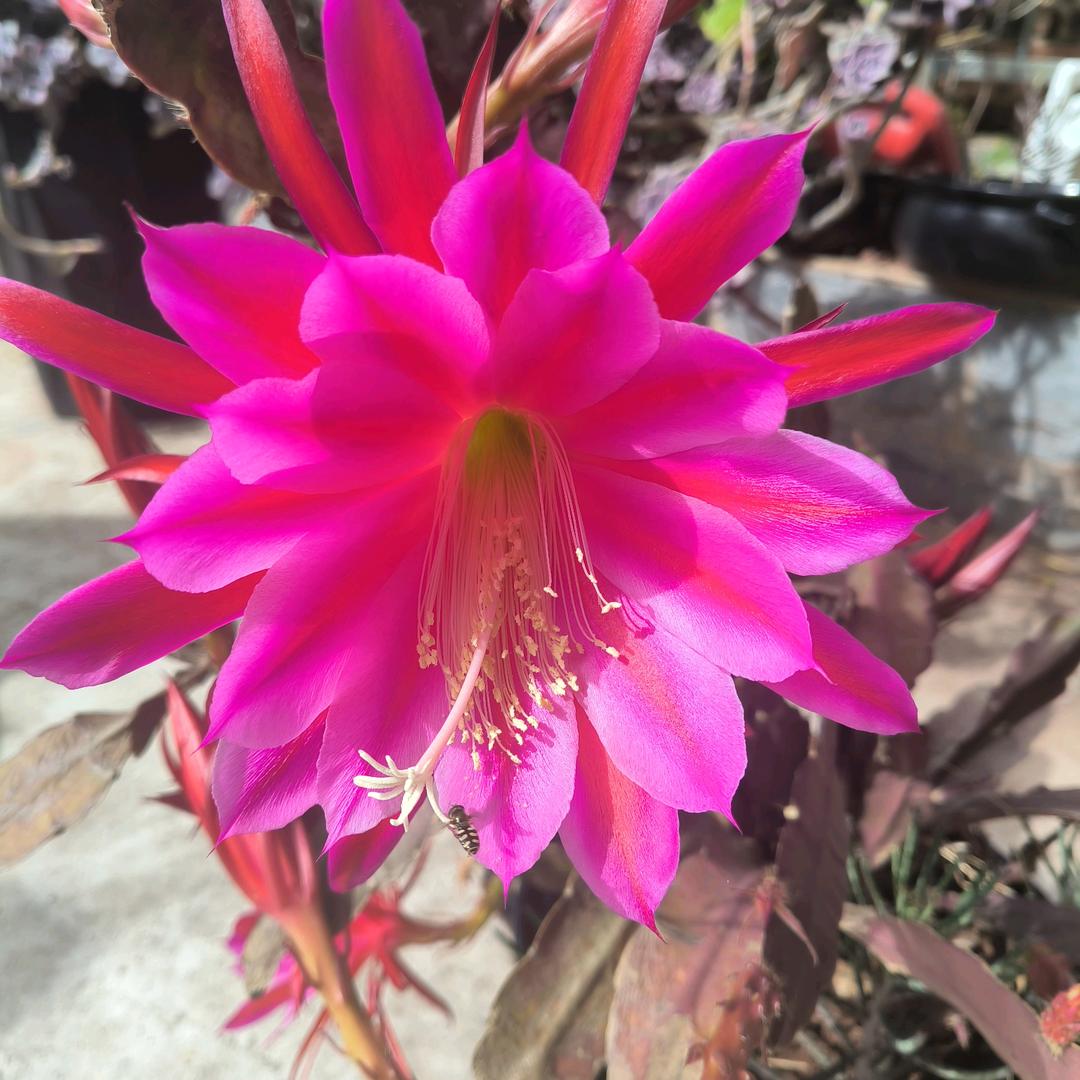 思婷