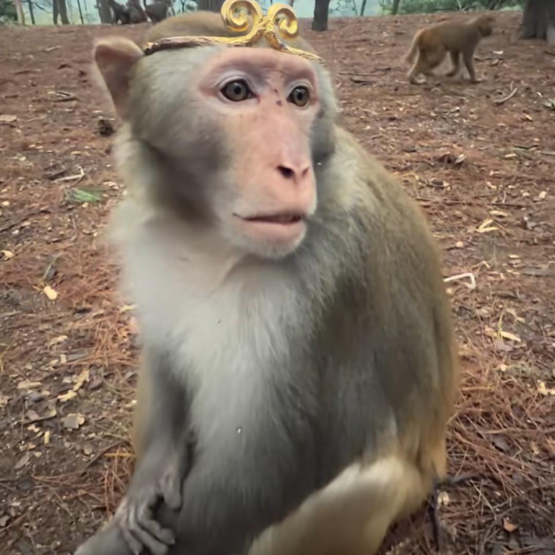 95级封号斗罗.吉吉国王