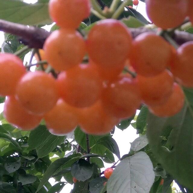 飞哥