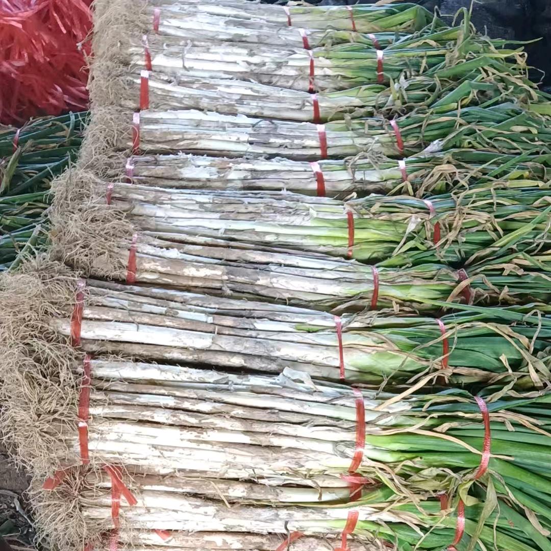 杰哥大葱产地直发