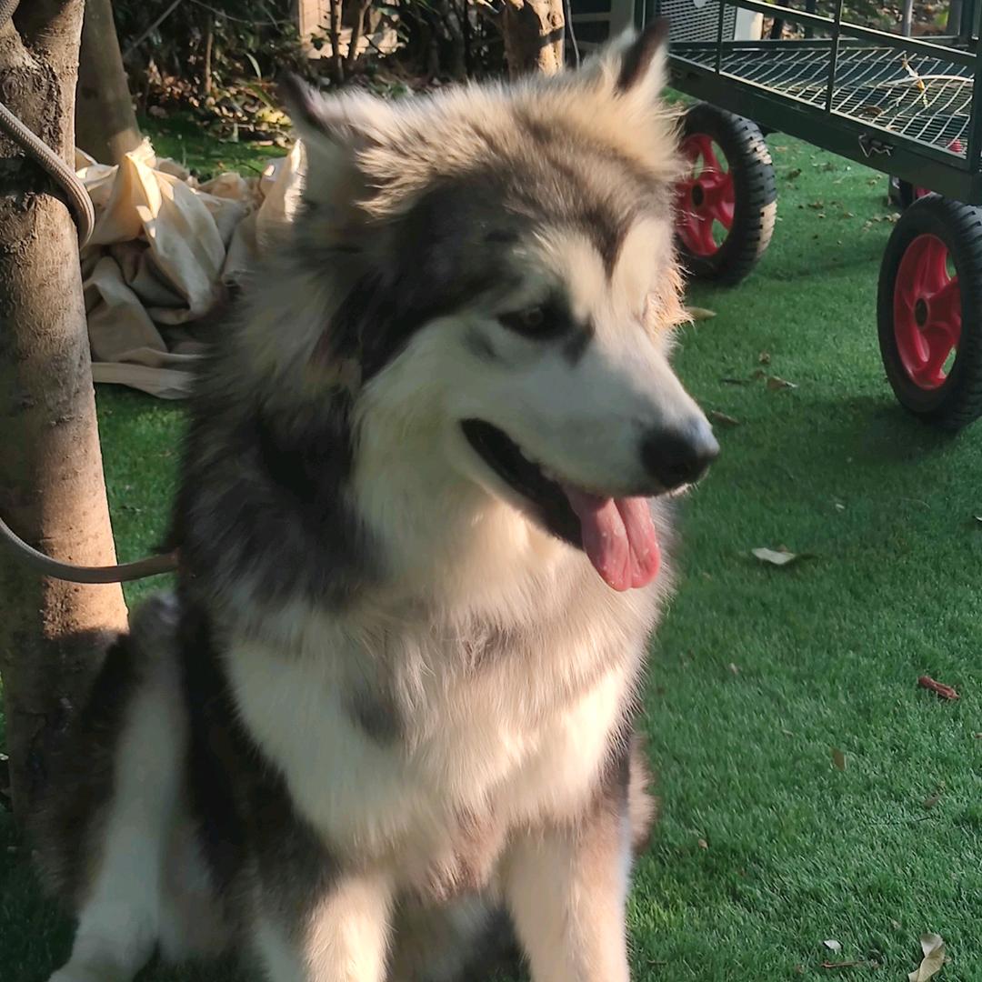 恐龙让梨